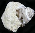 Fossil Gastropod - Madagascar #25554-1